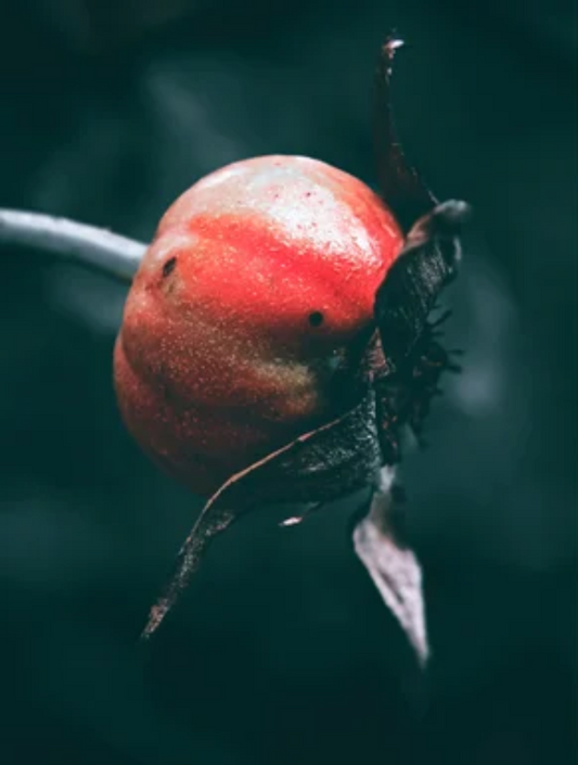 Bakuchiol: The New Generation Botanical Retinol